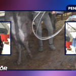 GÖKBORA BESİ ÇİFTLİĞİ – TR SEKTÖR